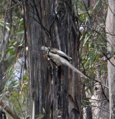 Anthochaera paradoxa