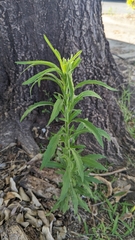 Erigeron sumatrensis