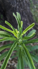 Erigeron sumatrensis