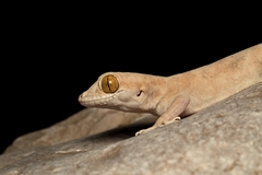 Hemidactylus lemurinus