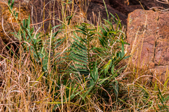 Encephalartos ngoyanus