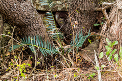 Encephalartos ngoyanus