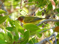 Setophaga petechia bryanti