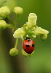Coccinella quinquepunctata