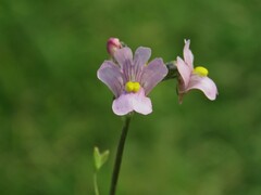 Nemesia fruticans