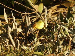 Setophaga petechia bryanti