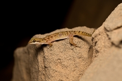 Hemidactylus robustus