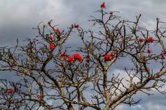 Erythrina lysistemon