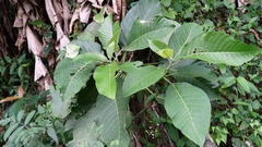 Dendrocnide meyeniana