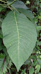 Dendrocnide meyeniana
