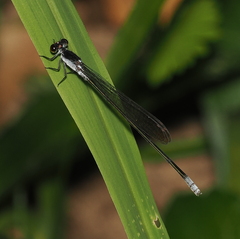 Pseudagrion ignifer