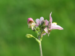 Nemesia fruticans