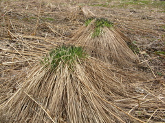 Carex cespitosa