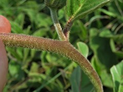 Ipomoea oblongata