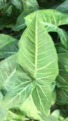 Syngonium podophyllum