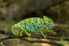 Chamaeleo arabicus
