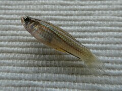 Xiphophorus hellerii