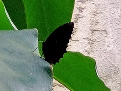 Elymnias hypermnestra beatrice