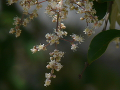 Lagerstroemia microcarpa