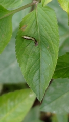 Odontomantis planiceps