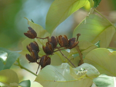 Lagerstroemia microcarpa