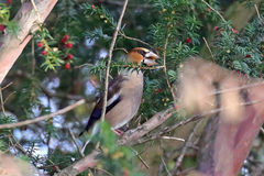 Coccothraustes coccothraustes