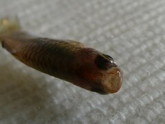 Xiphophorus hellerii