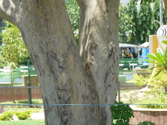 Lagerstroemia microcarpa