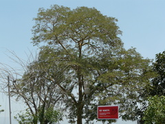 Lagerstroemia microcarpa