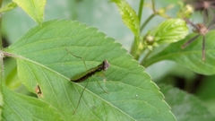 Odontomantis planiceps
