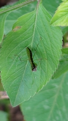 Odontomantis planiceps