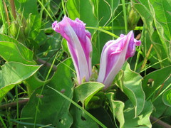 Ipomoea oblongata