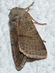 Agrochola humilis