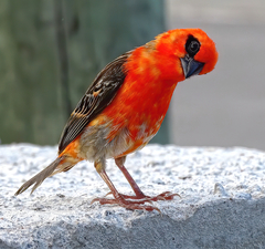 Foudia madagascariensis