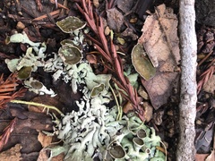 Hypogymnia imshaugii