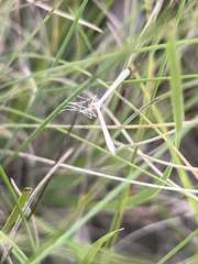 Stenoptilia zophodactylus
