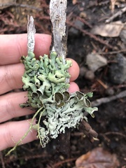 Hypogymnia imshaugii