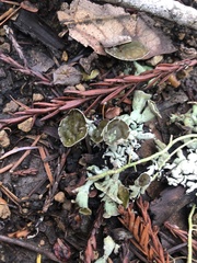 Hypogymnia imshaugii