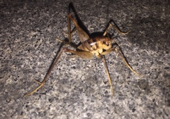 Tachycines asynamorus