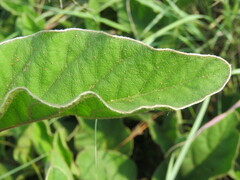 Ipomoea oblongata