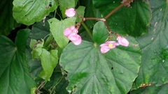 Begonia chitoensis