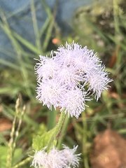 Ageratum