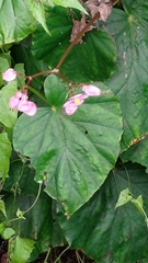 Begonia chitoensis