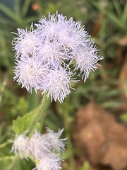 Ageratum