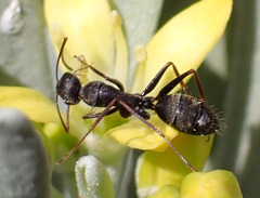 Camponotus feae