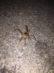 Tachycines asynamorus