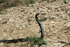 Naja arabica