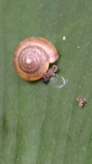 Bradybaena similaris