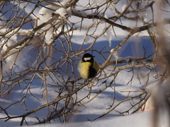 Parus major