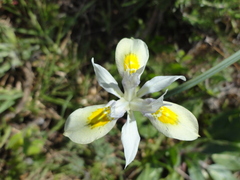 Moraea fugax